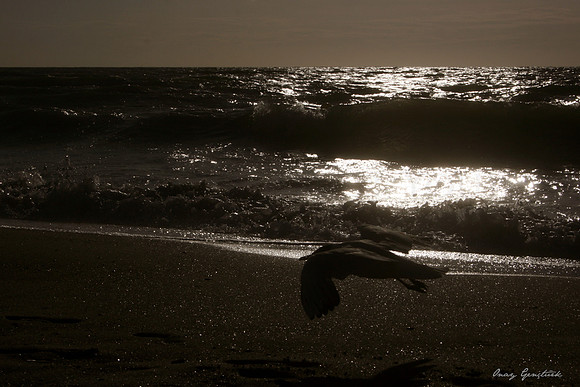 Seagull, Ostend