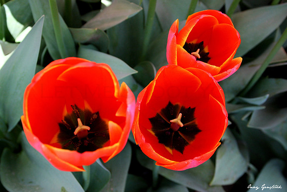 Tulip