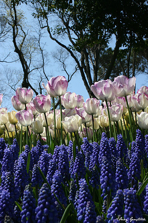 Tulip